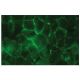 p-PKA IIβ reg Antibody (pS114.20A) - Immunofluorescence - Image 133661