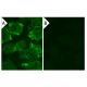 p-PKA IIβ reg Antibody (pS114.20A) - Immunofluorescence - Image 133784 