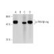 p-PKA IIβ reg Antibody (pS114.20A) - Western Blotting - Image 135421 