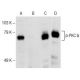 western blotting image from recommended p-PKC delta (F-7) monoclonal antibody replacement. Image 145794