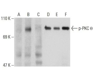 p-PKC theta Antibody (A-4) - Western Blotting - Image 131281