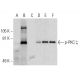 western blotting image from recommended p-PKC zeta (H-2) monoclonal antibody replacement. Image 136714