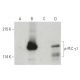 p-PLC γ1 Antibody (pY783.27) - Western Blotting - Image 397506