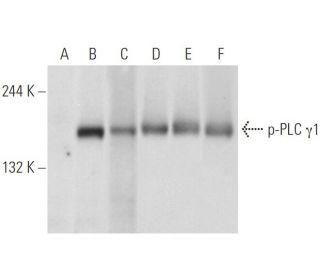 western blotting image from recommended p-PLC &gamma;1 (pY783.27) monoclonal antibody replacement. Image 93561