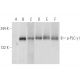 western blotting image from recommended p-PLC γ1 (pY783.27) monoclonal antibody replacement. Image 93561