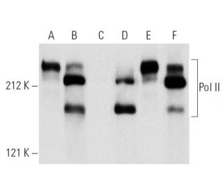 p-Pol II Antibody (8A7) - Western Blotting - Image 1259 