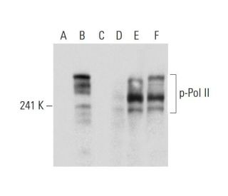 Anti P Pol Ii Antibody 8a7 Scbt Santa Cruz Biotechnology