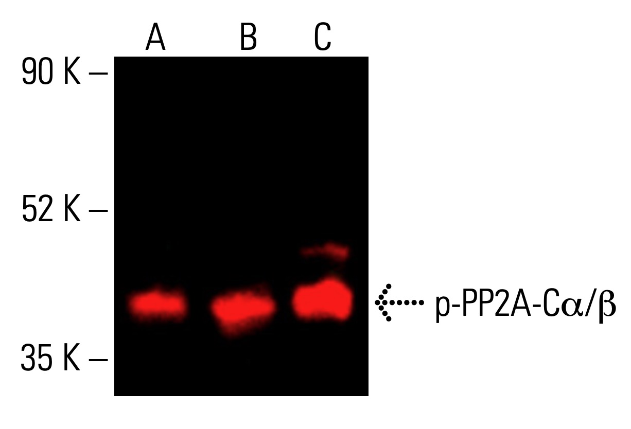 チミモッチ様 モンチッチ フロッキーマスコット3 ～チムたんver.～ - スタジオソータ