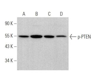 western blotting image from recommended p-PTEN (H-3) monoclonal antibody replacement. Image 373977
