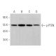 western blotting image from recommended p-PTEN (H-3) monoclonal antibody replacement. Image 373977