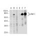 p-Raf-1 Antibody (6B4) - Western Blotting - Image 72021 