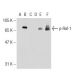 p-Raf-1 Antibody (6B4) - Western Blotting - Image 126219