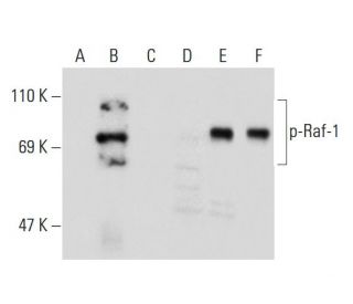 p-Raf-1 Antibody (E-1) - Western Blotting - Image 134825 