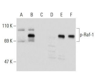 p-Raf-1 Antibody (H-8) - Western Blotting - Image 134822 