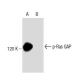 p-Ras GAP Antibody (pY460.19A) - Western Blotting - Image 138261 