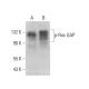 p-Ras GAP Antibody (pY460.19A) - Western Blotting - Image 380748 