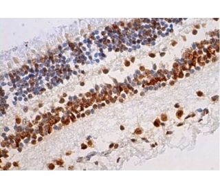 インプラカブル sp PSA10 FKBP51 Antibody (D-4) | SCBT - Santa Cruz Biotechnology