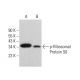 p-Ribosomal Protein S6 Antibody (24.Ser 240) - Western Blotting - Image 380912 