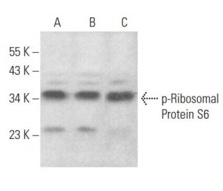 western blotting image from recommended p-Ribosomal Protein S6 (B-6) monoclonal antibody replacement. Image 354437