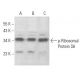 western blotting image from recommended p-Ribosomal Protein S6 (B-6) monoclonal antibody replacement. Image 354437