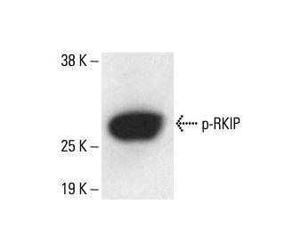 p-RKIP Antibody (80.Ser 153) - Western Blotting - Image 411224 