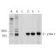 p-Rsk-2 Antibody (F-7) - Western Blotting - Image 155296