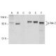 p-Rsk-2 Antibody (F-7) - Western Blotting - Image 157433 