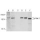 This polyclonal antibody has been discontinued. See our recommended <a href="p-rsk-2-antibody-c-6">p-Rsk-2 (C-6)</a> monoclonal antibody (sample data shown). western blotting image from recommended p-Rsk-2 (C-6) monoclonal antibody replacement. Image 157435