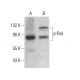 p-Rsk Antibody (C-5) - Western Blotting - Image 376698 