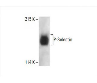 P-Selectin/CD62P/SELP Antibody (H-2) | SCBT - Santa Cruz