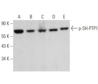 p-SH-PTP1 Antibody (14.Tyr 536) - Western Blotting - Image 370853 