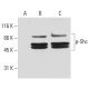 p-Shc Antibody (1E3) - Western Blotting - Image 62938