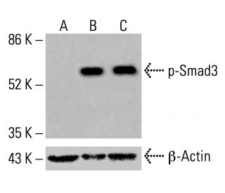 p-Smad3 Antibody (1D9) - Western Blotting - Image 416466