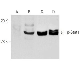 western blotting image from recommended p-Stat1 (A-2) monoclonal antibody replacement. Image 905