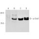 western blotting image from recommended p-Stat1 (A-2) monoclonal antibody replacement. Image 905