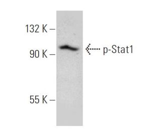 western blotting image from recommended p-Stat1 (PSM1) monoclonal antibody replacement. Image 366609