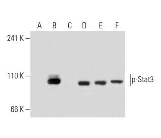 p Stat3 Antibody B 7