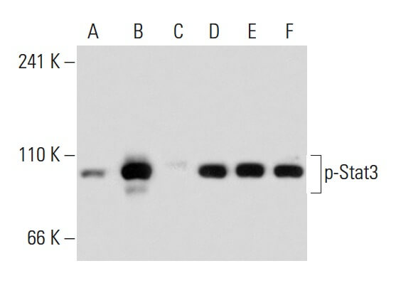 p Stat3 Antibody B 7 SCBT Santa Cruz Biotechnology