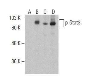 western blotting image from recommended p-Stat3 (pS727.25) monoclonal antibody replacement. Image 400936