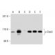 western blotting image from recommended p-Stat3 (B-7) monoclonal antibody replacement. Image 134828