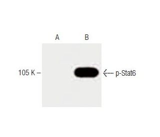 western blotting image from recommended p-Stat6 (pY641.18) monoclonal antibody replacement. Image 60203
