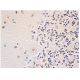p-Tau Antibody (6A192) - Immunohistochemistry - Image 352866 