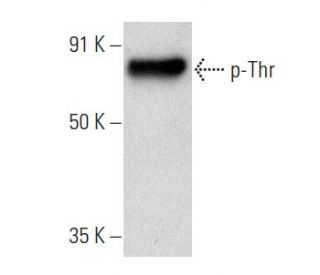 p-Thr Antibody (H-2) - Western Blotting - Image 354350 