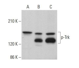 p-Trk Antibody (E-6) - Western Blotting - Image 378993 