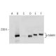 p-tuberin Antibody (325.Ser 1798) - Western Blotting - Image 164508 