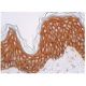 immunohistochemistry image from recommended Phosphotyrosine (PY99) monoclonal antibody replacement. Image 348953