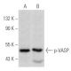 p-VASP Antibody (A-7) - Western Blotting - Image 354859 