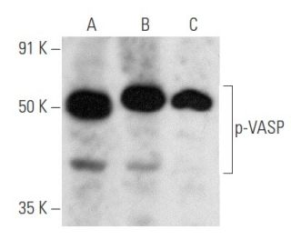 p-VASP Antibody (F-3) - Western Blotting - Image 354860 