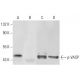 western blotting image from recommended p-VASP (16C2) monoclonal antibody replacement. Image 72649