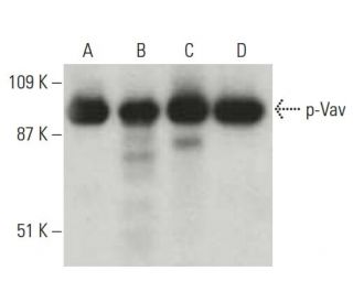 western blotting image from recommended p-Vav (9.Tyr 174) monoclonal antibody replacement. Image 397549